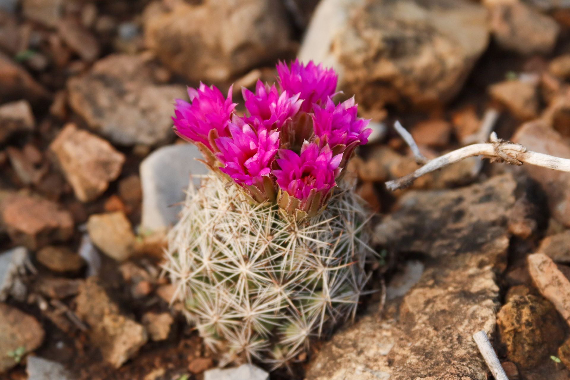 New Mexico summers are going silent as insect decline puts crops and wild plants at risk