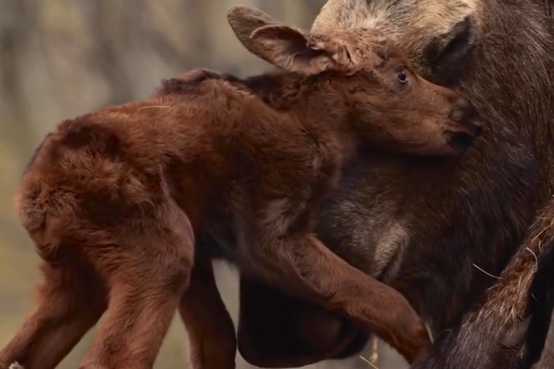 1-day-old moose calf leans on mother as Alaska wind tests its first steps