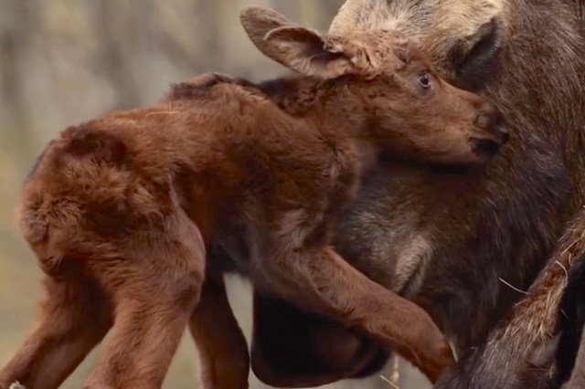 A young brown calf nuzzles against the side of an adult moose in a natural setting.