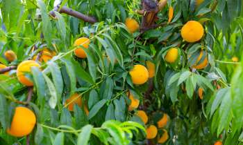 A cluster of ripe yellow peaches growing on a green-leaved tree.