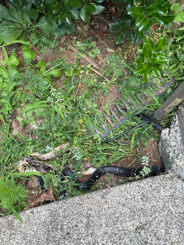 A brown snake with a patterned body is coiled near a black object among green grass and rocks.