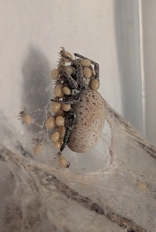 A spider with egg sacs on its back sits on a web against a light background.