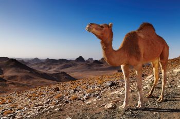 A camel stands on a rocky hillside, overlooking a vast desert landscape under a clear blue sky.