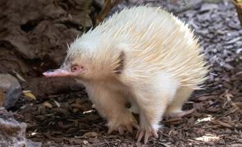An albino echidna with spiky white fur and a pink snout, walking on brown mulch.