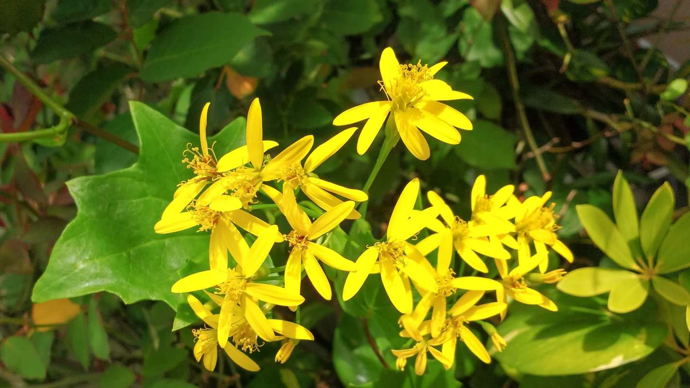 A cluster of bright yellow flowers with long petals against lush green foliage.