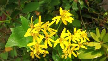 A cluster of bright yellow flowers with long petals against lush green foliage.