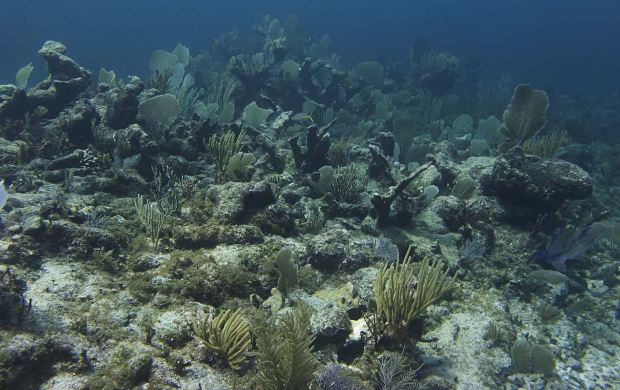 An underwater scene featuring dying coral reefs and various sea plants.