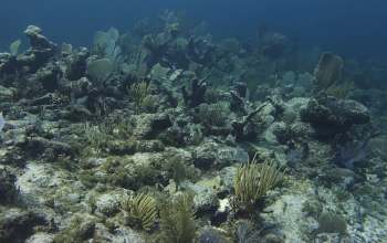 An underwater scene featuring dying coral reefs and various sea plants.
