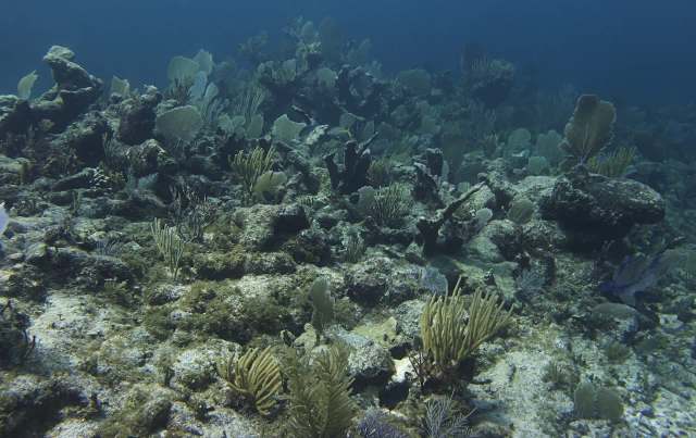 An underwater scene featuring dying coral reefs and various sea plants.