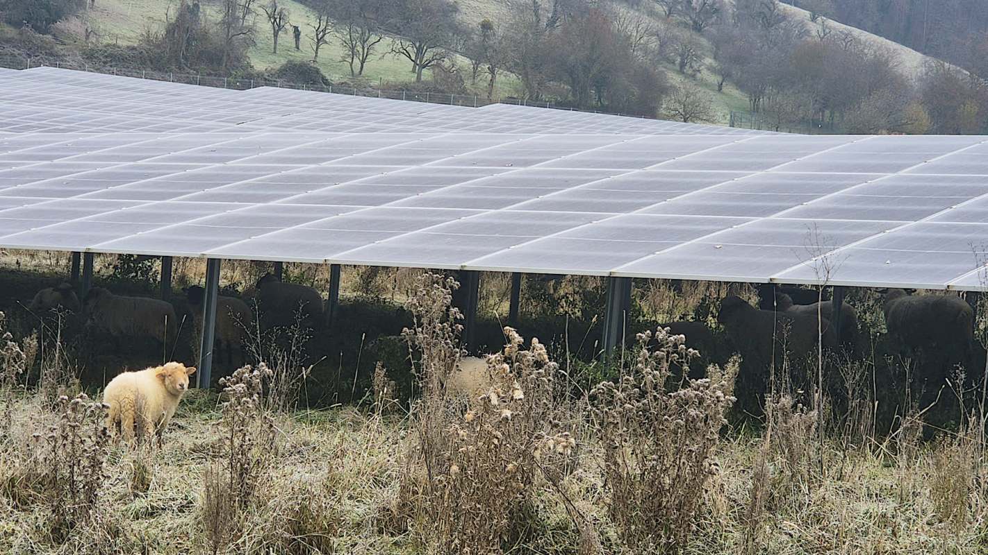 A lone sheep stands in a field beneath a solar panel installation, with other sheep visible in the background.