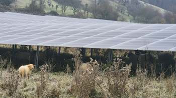A lone sheep stands in a field beneath a solar panel installation, with other sheep visible in the background.