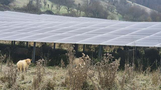 A lone sheep stands in a field beneath a solar panel installation, with other sheep visible in the background.
