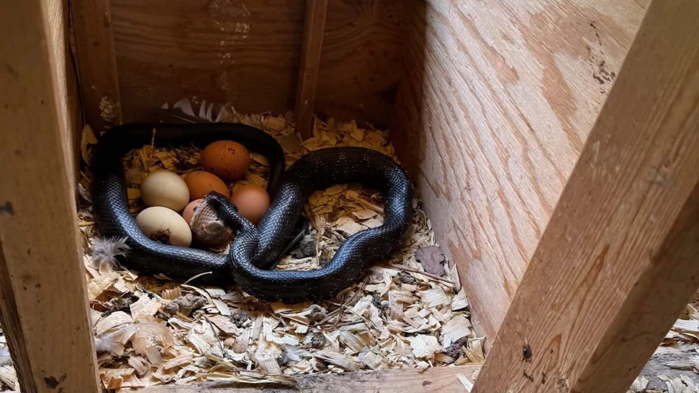 A black snake coiled around several eggs in a wooden enclosure filled with straw.