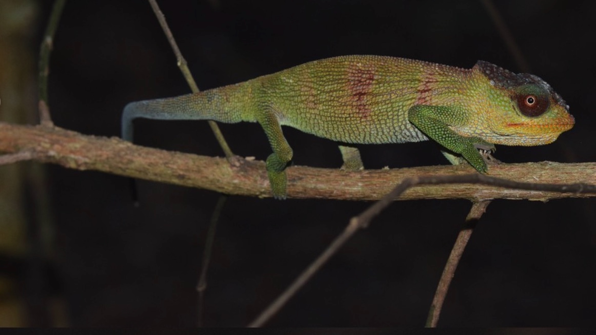 Scientists discover elusive new chameleon hidden in Mozambique forests and name it for Jane Goodall