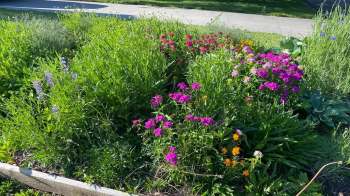 A vibrant garden filled with various colorful flowers and lush green plants, bordered by a wooden frame.