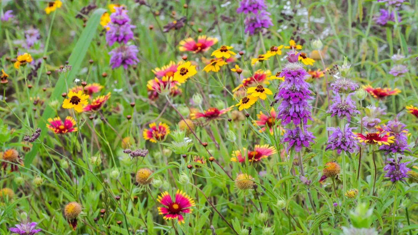 A field of wildflowers in various colors, including purple, yellow, and red.