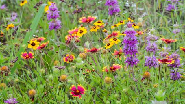 A field of wildflowers in various colors, including purple, yellow, and red.