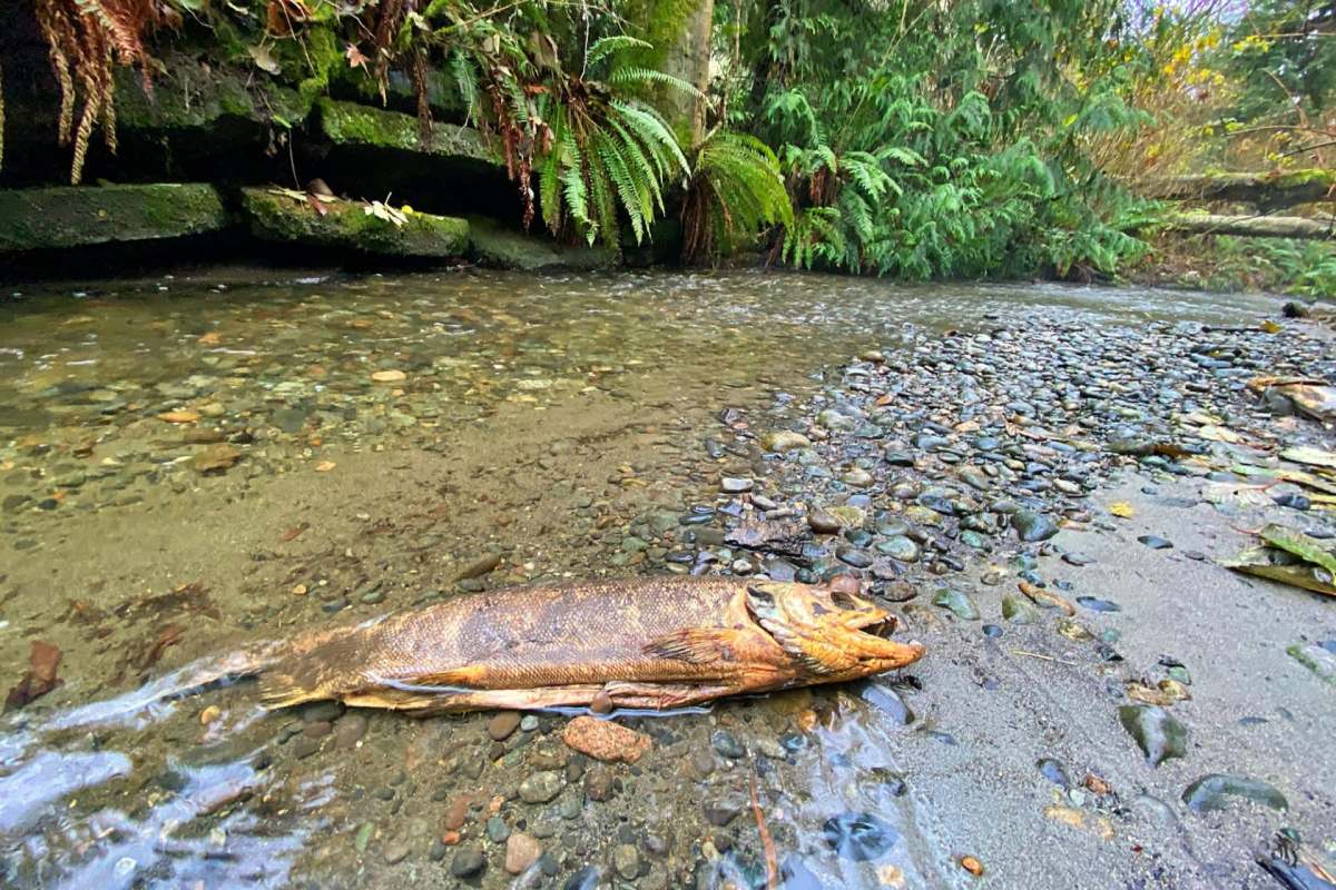 A dead fish lies on a rocky shoreline next to a shallow stream surrounded by ferns.
