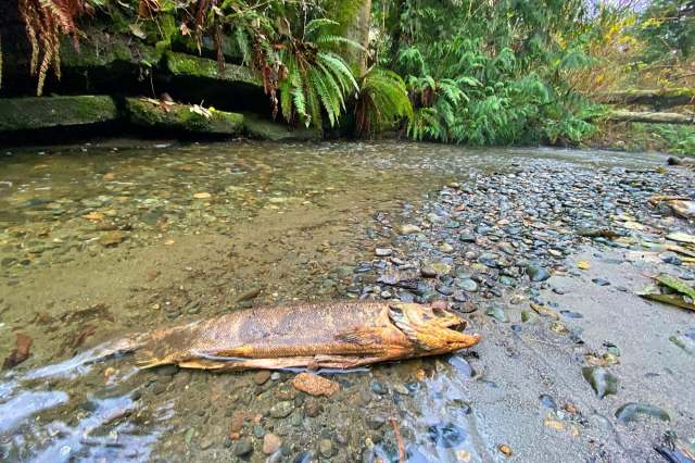 A dead fish lies on a rocky shoreline next to a shallow stream surrounded by ferns.