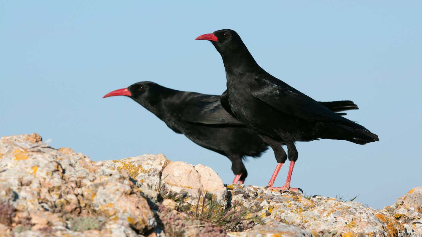Two black birds with red-orange beaks and legs perched on a rocky surface against a clear blue sky.