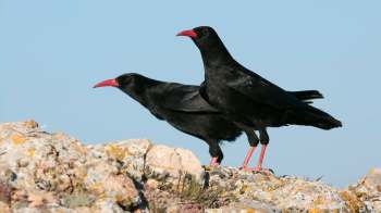 Two black birds with red-orange beaks and legs perched on a rocky surface against a clear blue sky.