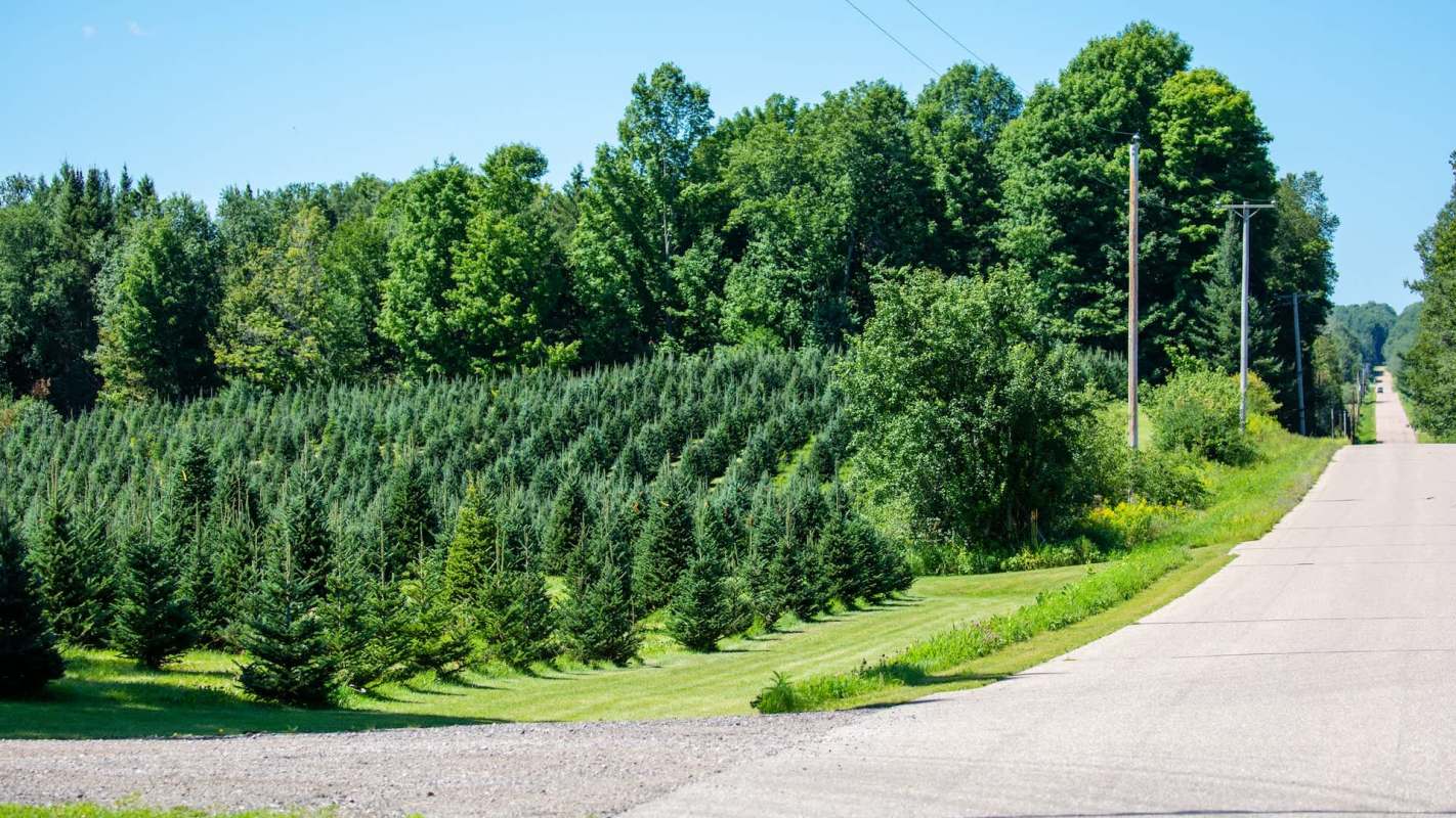 A winding road next to a lush tree farm surrounded by dense green trees under a clear blue sky.