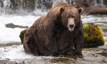 A large brown bear sits on a rocky riverbank with water splashing around it.