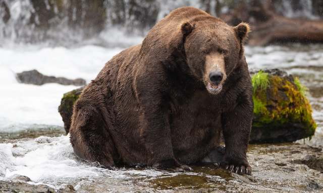 A large brown bear sits on a rocky riverbank with water splashing around it.