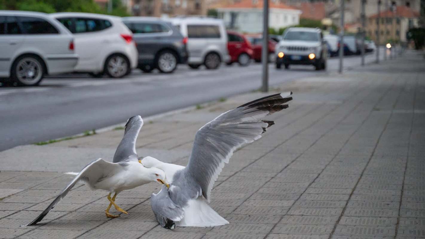 Two seagulls are fighting on a sidewalk.