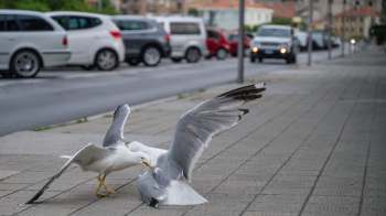 Two seagulls are fighting on a sidewalk.