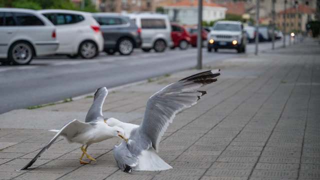Two seagulls are fighting on a sidewalk.
