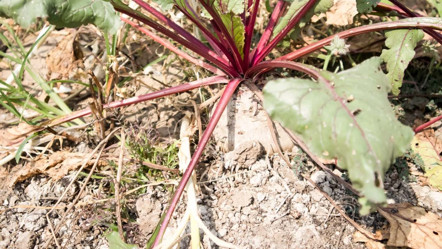 A close-up of a beet plant with vibrant red stems and green leaves emerging from the soil.