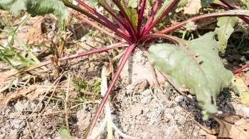 A close-up of a beet plant with vibrant red stems and green leaves emerging from the soil.
