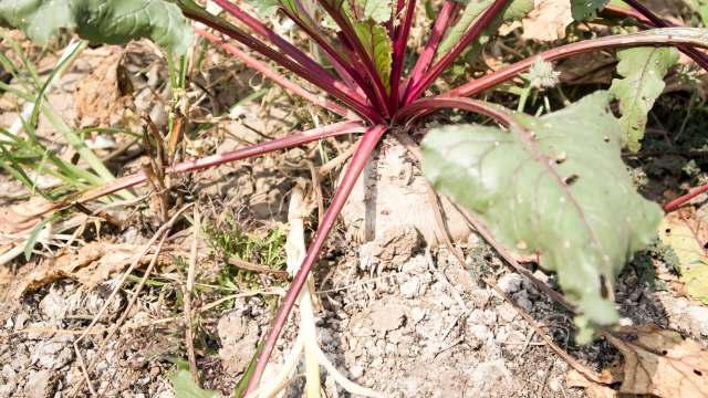 A close-up of a beet plant with vibrant red stems and green leaves emerging from the soil.