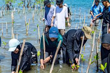 A group of people planting mangrove seedlings in shallow water under bright sunlight.