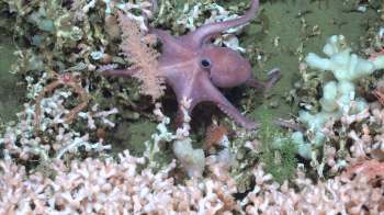 A small pink octopus walks along vibrant coral formations with various shades of blue and green.