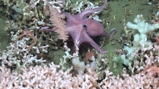 A small pink octopus walks along vibrant coral formations with various shades of blue and green.