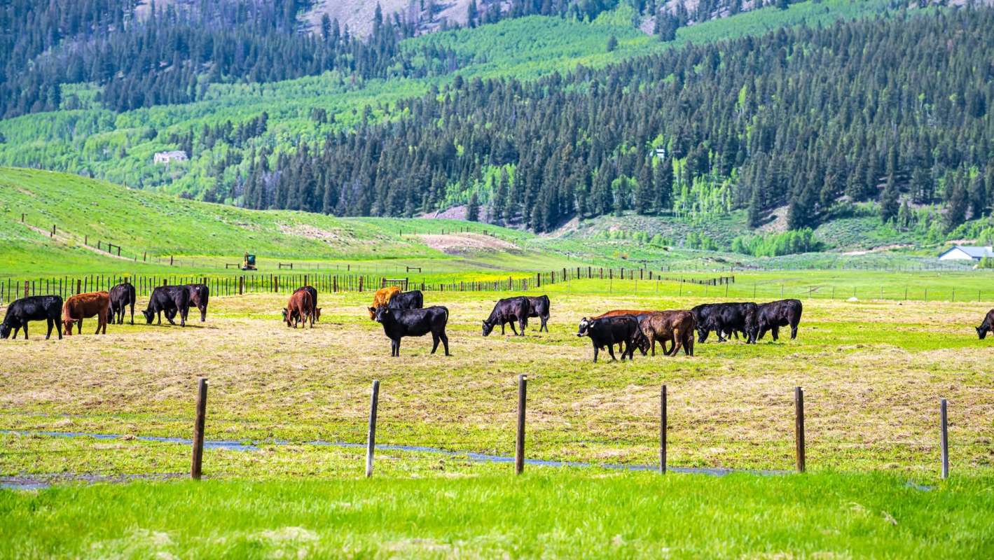 Cattle graze in a lush green field surrounded by trees and distant hills under a clear blue sky.