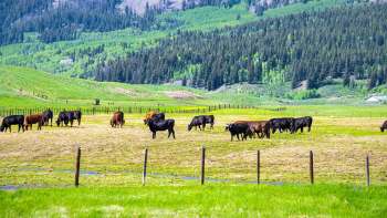 Cattle graze in a lush green field surrounded by trees and distant hills under a clear blue sky.