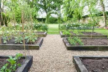A well-tended garden with raised beds, green plants, and a gravel path surrounded by trees and blooming rose bushes.