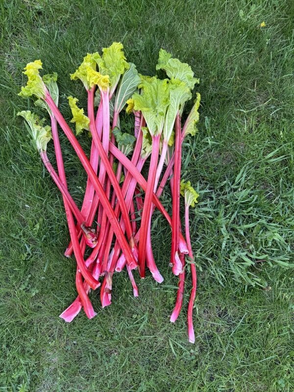 A bunch of rhubarb stalks laid on grass.