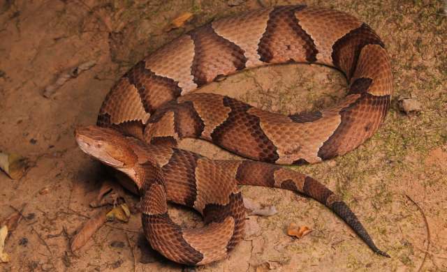 A large, brown and tan patterned copperhead snake resting on the ground among leaves and dirt.