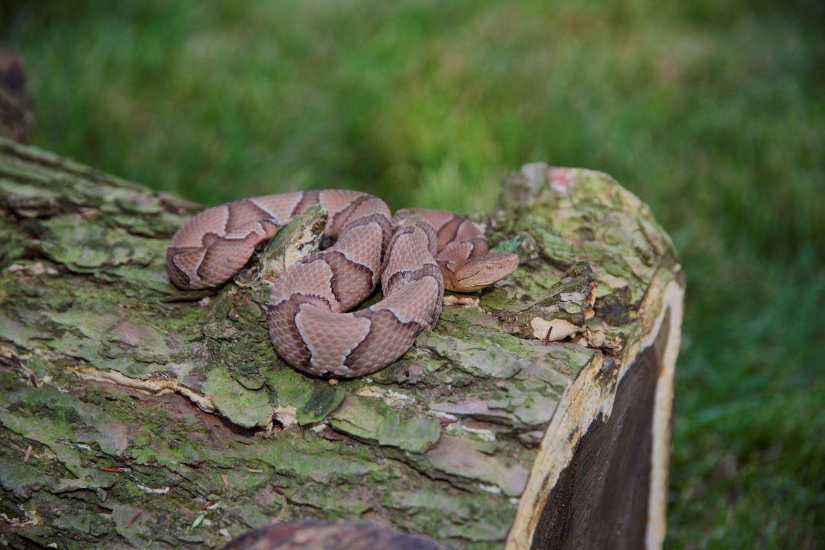 A brown snake resting on a textured wooden log, surrounded by green grass.
