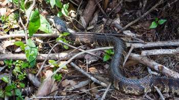 A large snake slithering among twigs and green leaves on the forest floor.