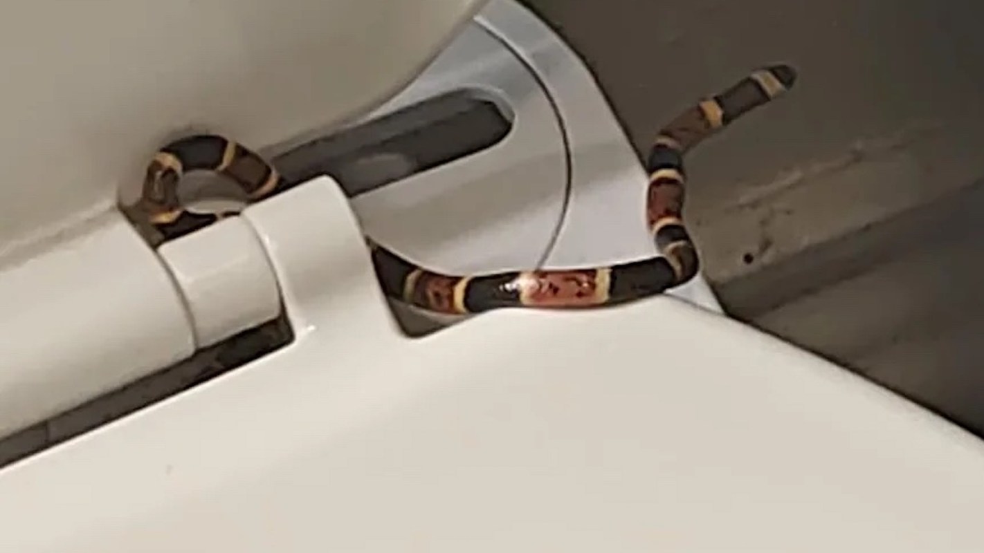 A small snake with black, orange, and yellow patterns is coiled near a toilet seat.