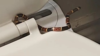 A small snake with black, orange, and yellow patterns is coiled near a toilet seat.