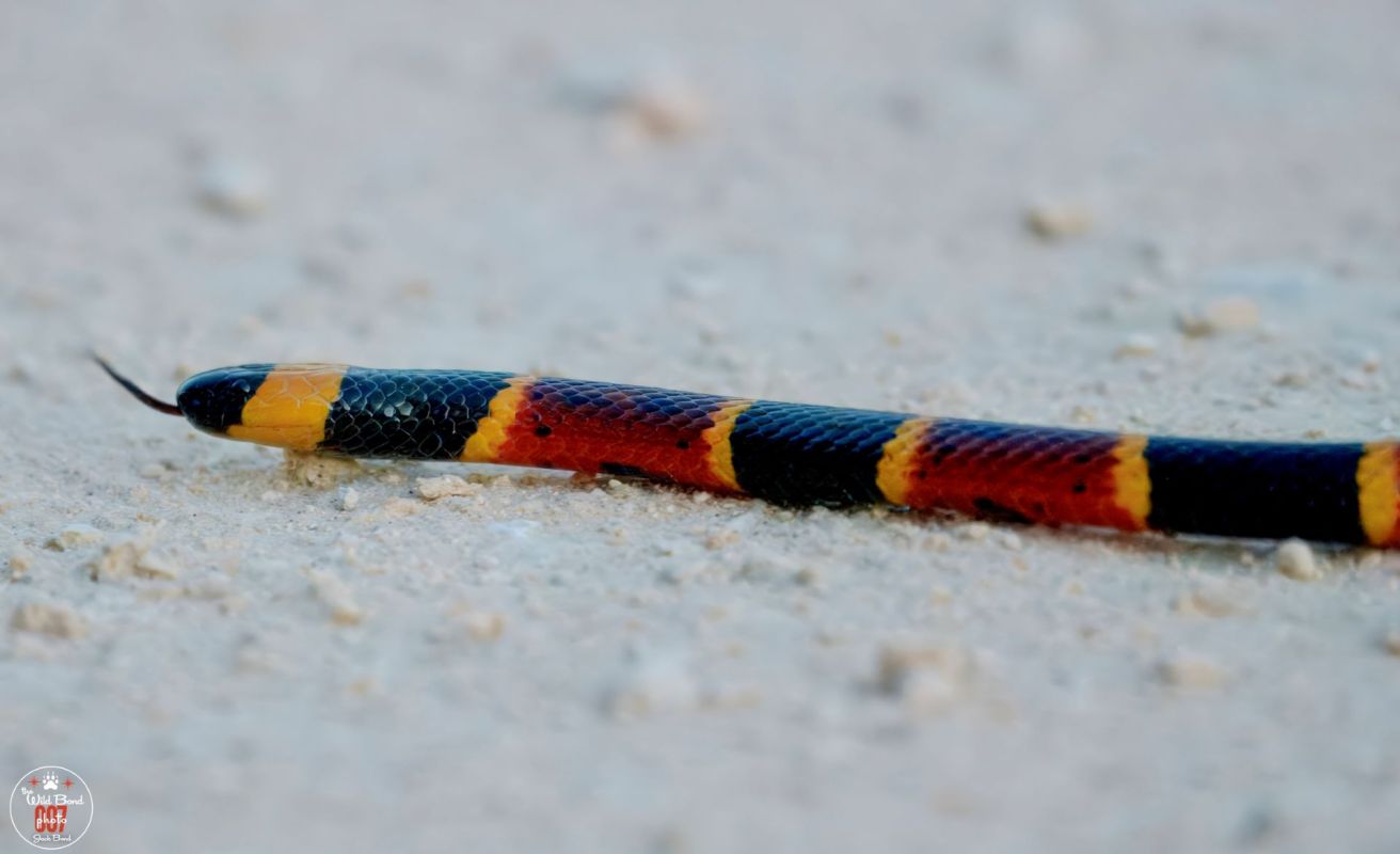A colorful snake slithering on the ground.