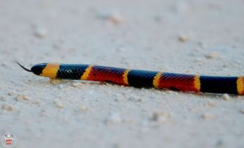 A colorful snake slithering on the ground.