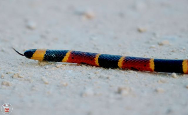 A colorful snake slithering on the ground.