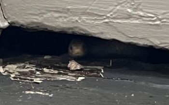 A close-up of a snake's head emerging from a gap under a wooden structure.